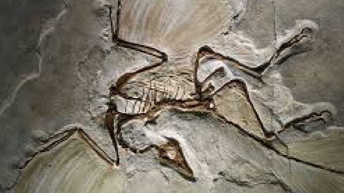 Jurassic bird fossil found in china rewrites history of evolution gnr 