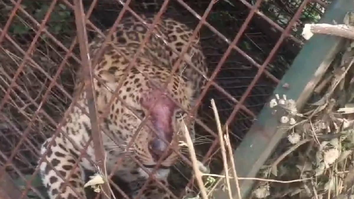 A leopard trapped in Dooars on 23 March moring  