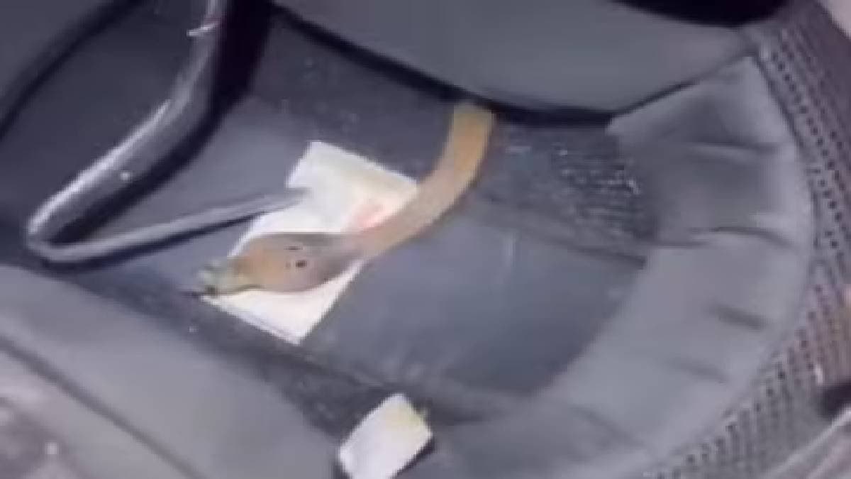 Scooty Rider Fainting Suddenly Baby Cobra Found Inside Helmet 