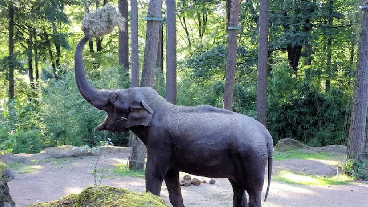 AI Powered Cameras Save Elephants From Train Collision in Odisha Rourkela