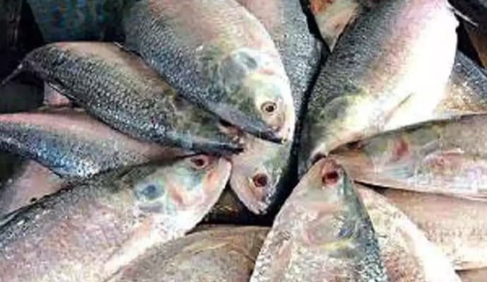 Hilsa: ‌‌শনিবার থেকেই ইলিশ ধরতে সমুদ্রে পাড়ি দেবেন মৎস্যজীবীরা