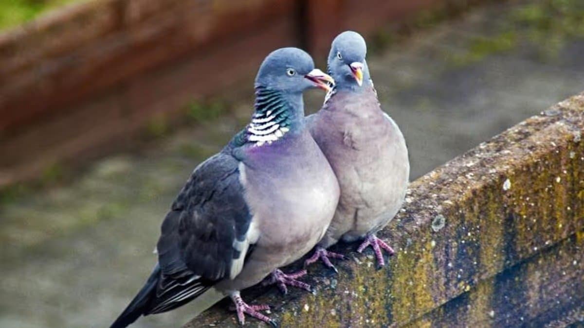 Vastu tips: does arrival of Pigeon in your home auspicious or inauspicious