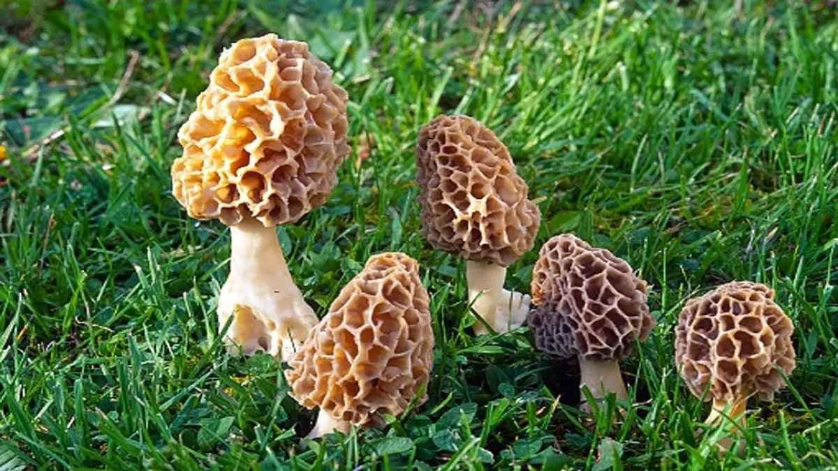 Mushrooms can give you immense power to growth