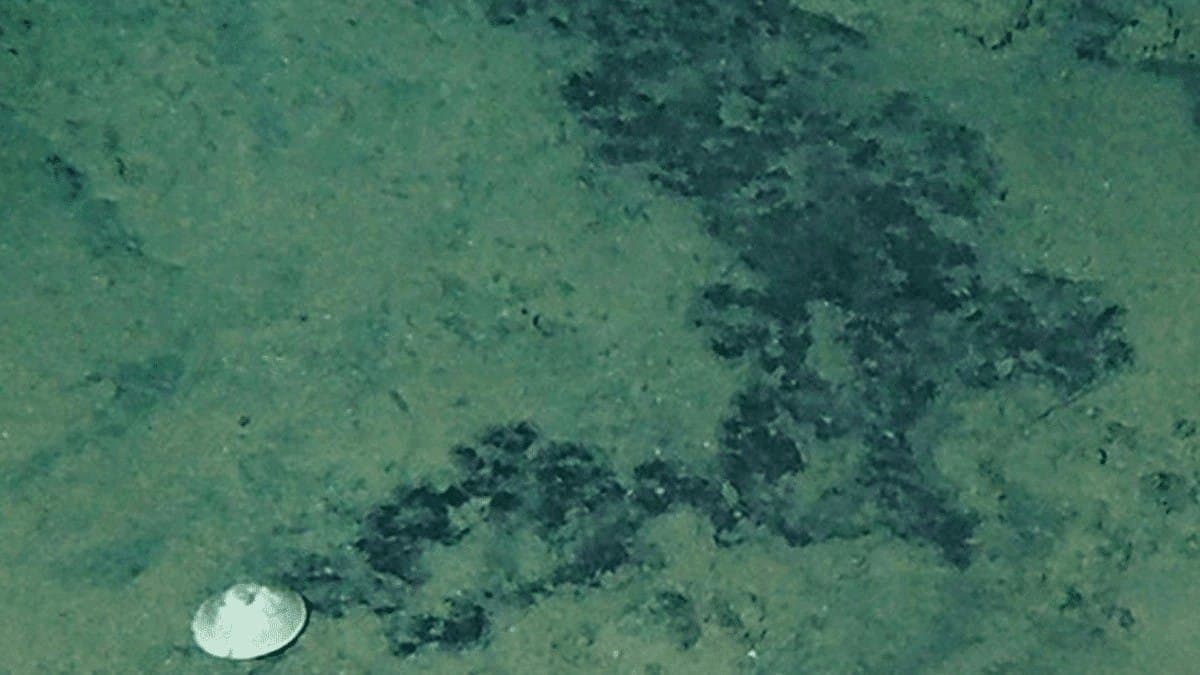 Scientist Discover Bizarre Creature  