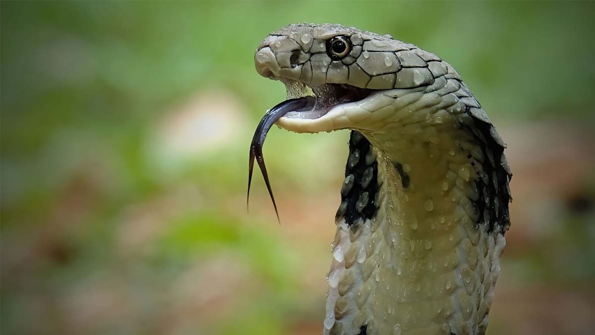 This village is called Cobra Capital of India has highest snake population in the  country