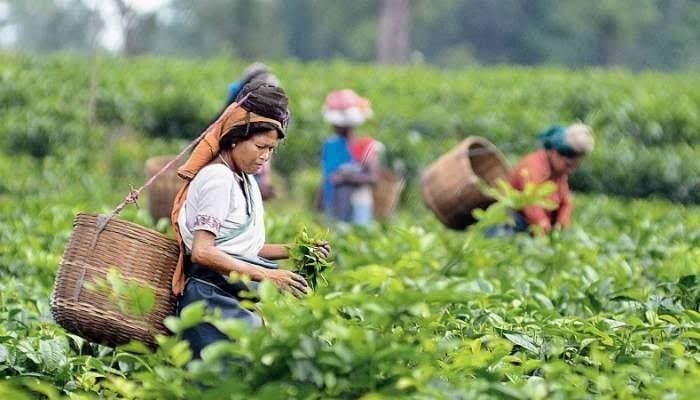 Election: চা বাগানে তৃণমূল হাওয়া