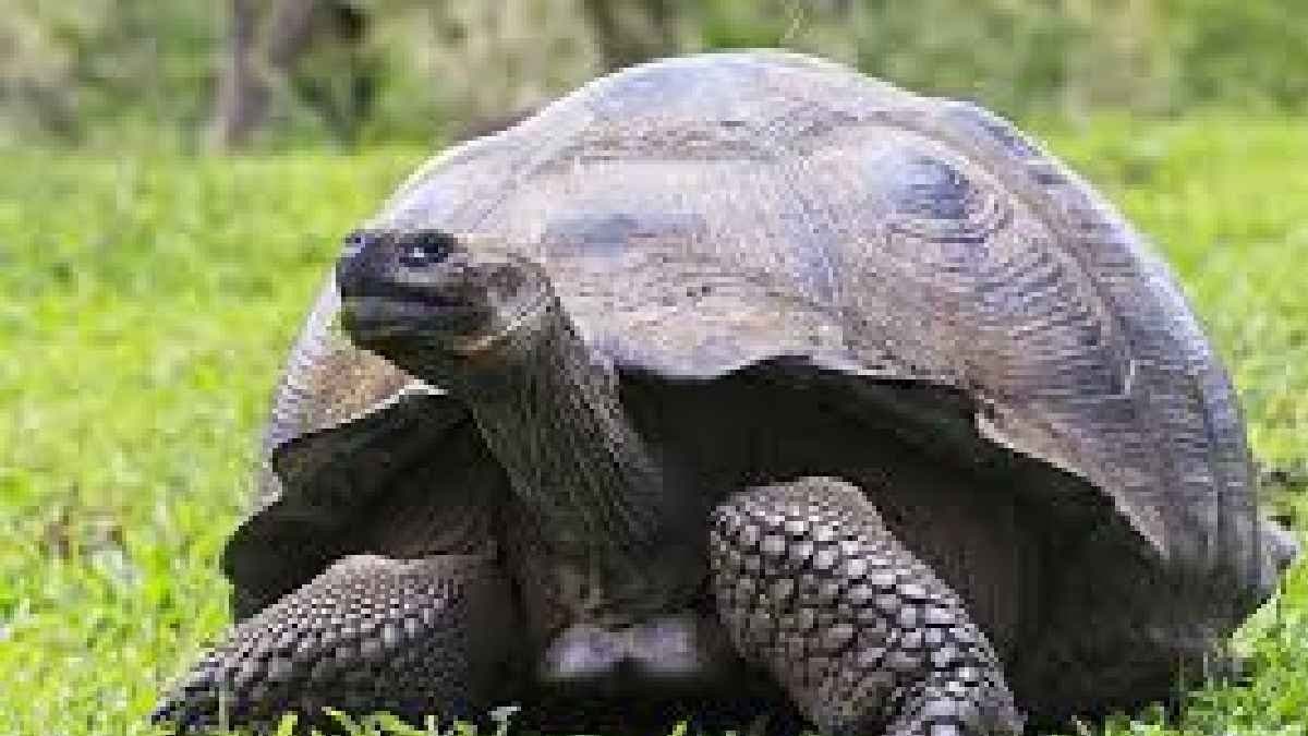This 100-year-old tortoise made the impossible possible a feat that set a new record