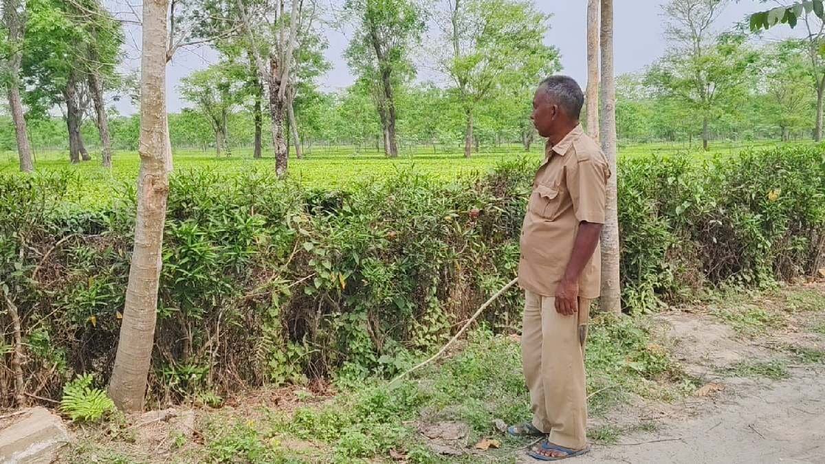 In summer tea garden authorities take extra caution to save tree plants