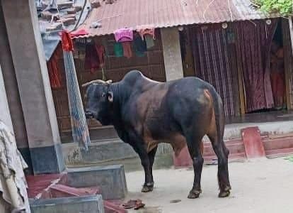 ভোটের বাজারে ষাঁড়ের তাণ্ডব, নাজেহাল এলাকাবাসী