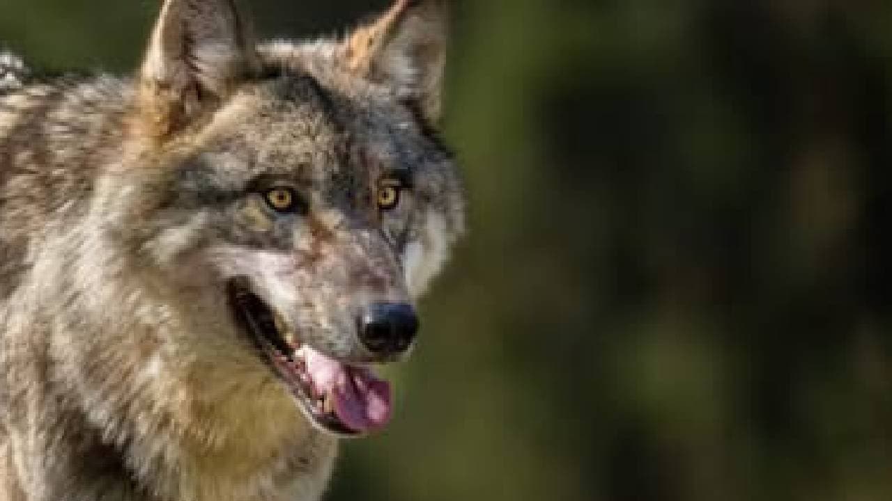 Wolf Drags Two Year Old Girl From Her Home In UPs Behraich 