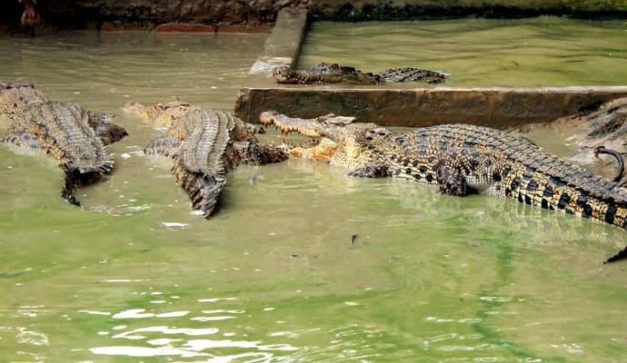 Crocodile-Infested River:‌ স্বামীর সঙ্গে ঝগড়া, রাগের বশে ছয় বছরের সন্তানকে কুমির ভর্তি খালে ফেলে দিল মা