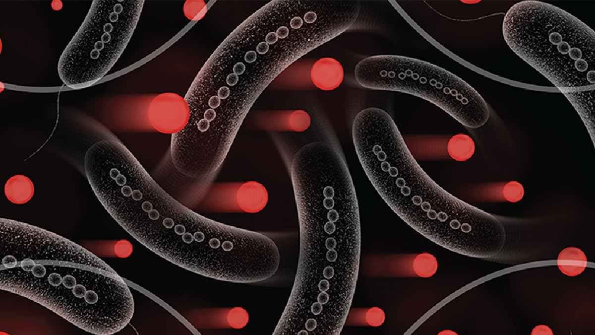 Rare Tiny Magnetic Bacteria can create problems in Human Life