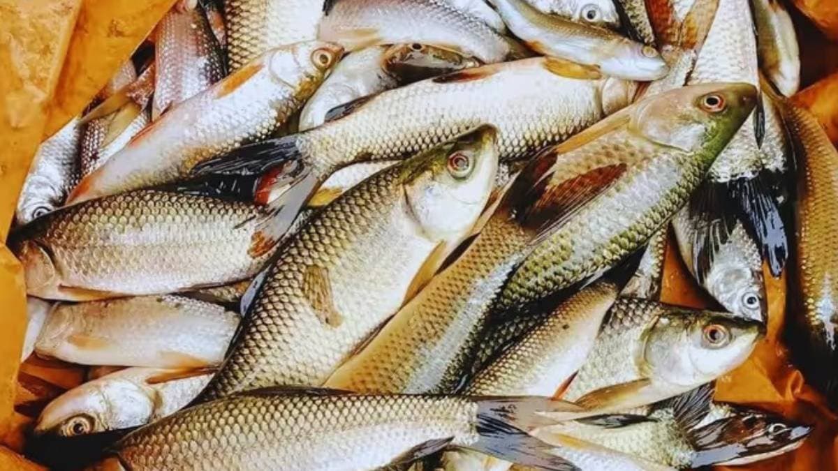These tips help to identify fresh fish before you buy