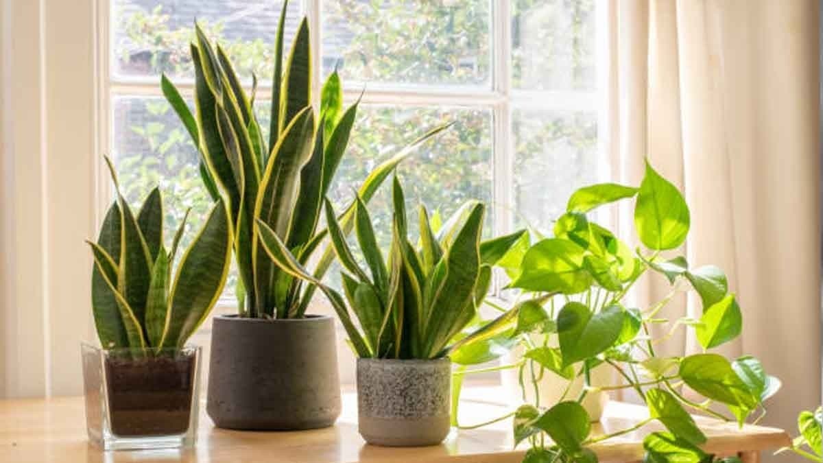 Try these all tricks for caring your indoor plants and make your home healthy and greenary environment lif