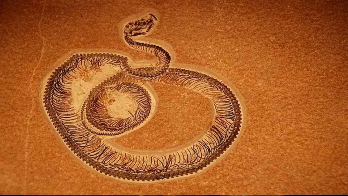 India unearths World s new largest Snake Vasuki