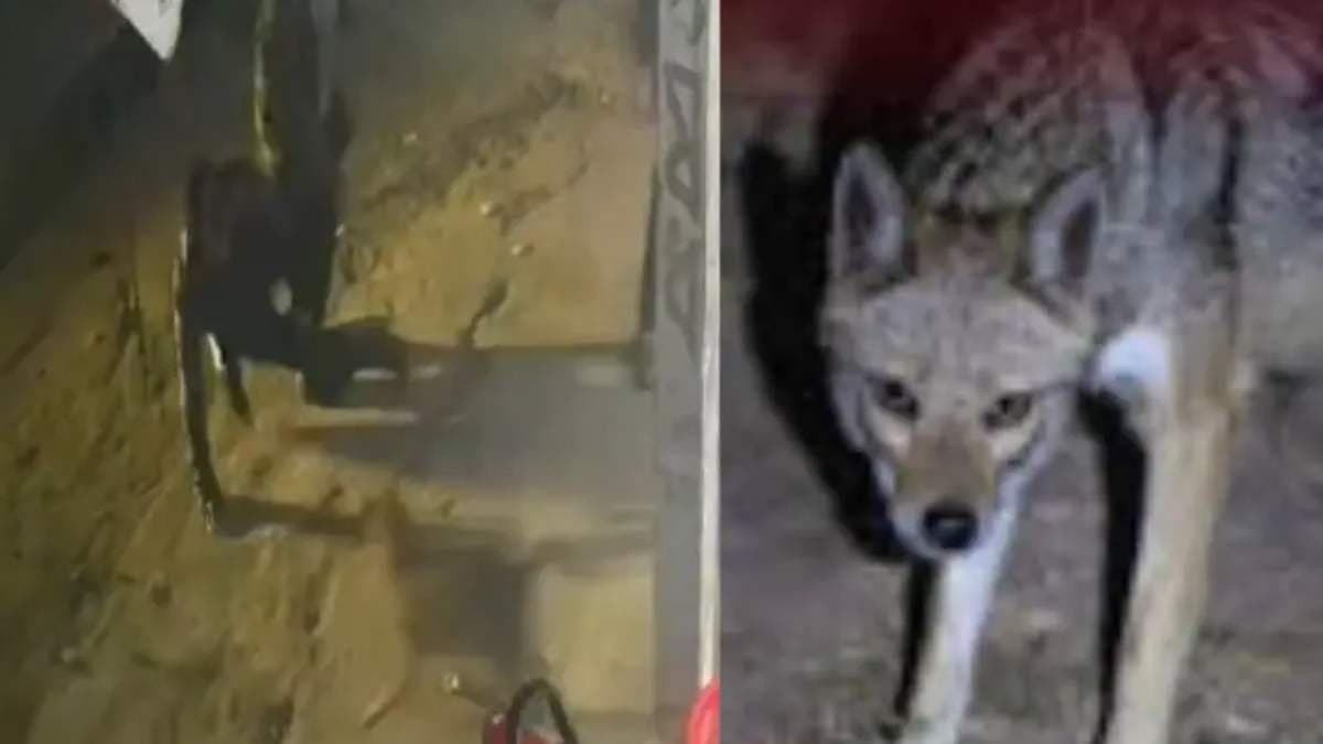 Bangladesh fox bites mans testicles and runs away in jungle