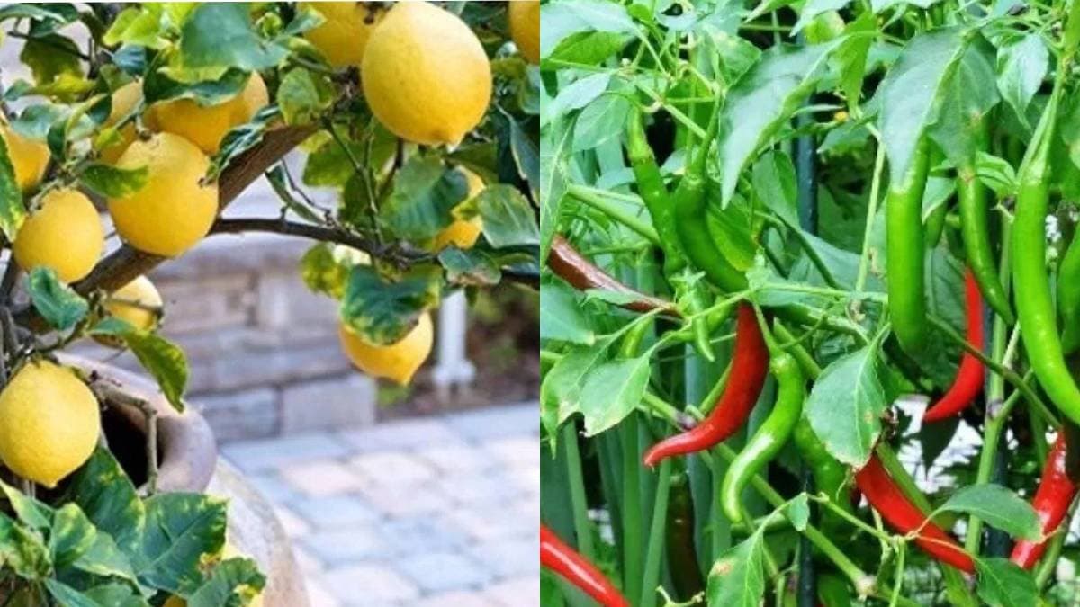 How to Plant Lemon and Chilli tree at Home here are all details lif