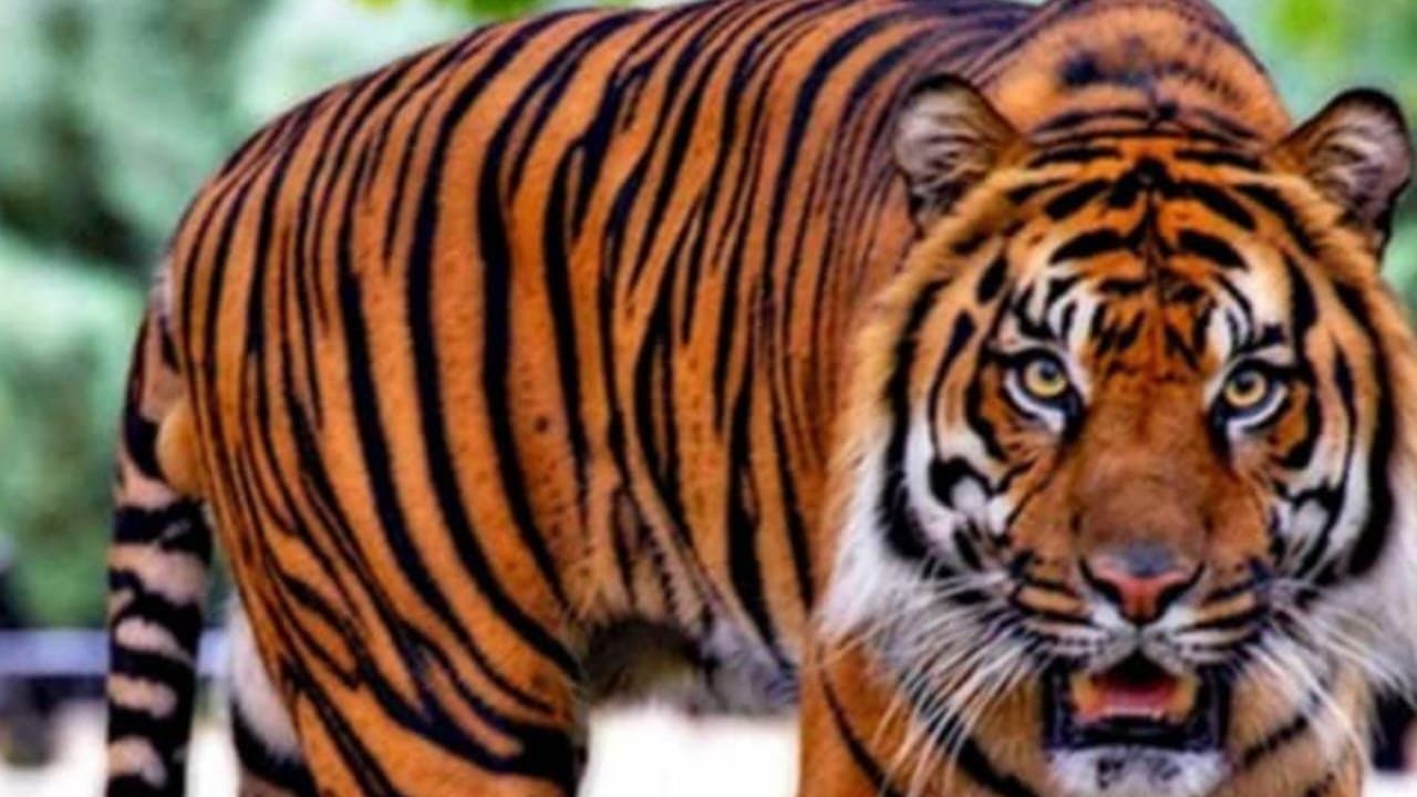 Tigers Death: চলতি বছরে দেশে ১৭৭ টি বাঘের মৃত্যু 
