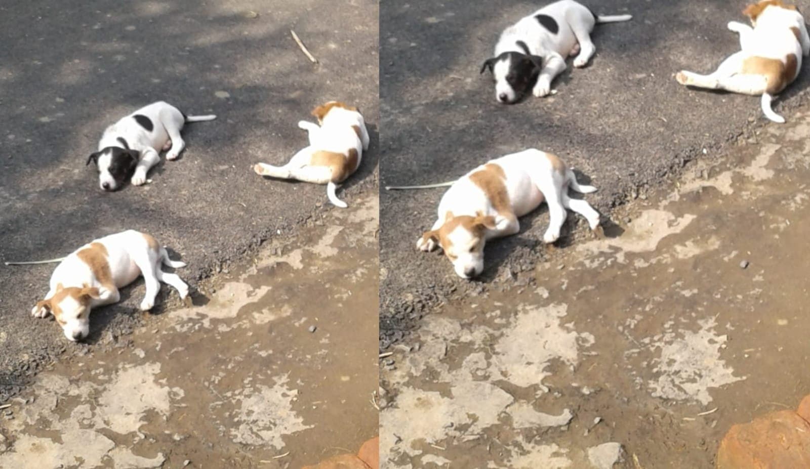 Dog Death: ‌একাধিক সারমেয়র অস্বাভাবিক মৃত্যু, অভিযোগ দায়ের হল থানায়