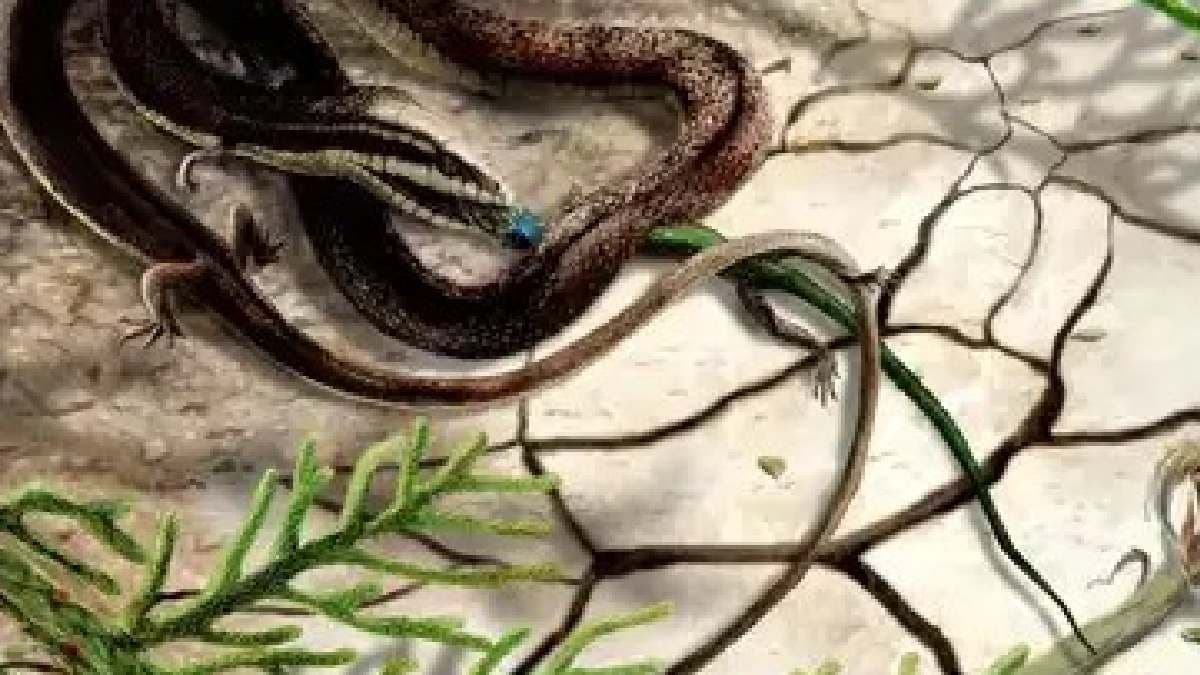 Do snakes with legs exist Exploring the fascinating evolution of legless reptiles gnr 