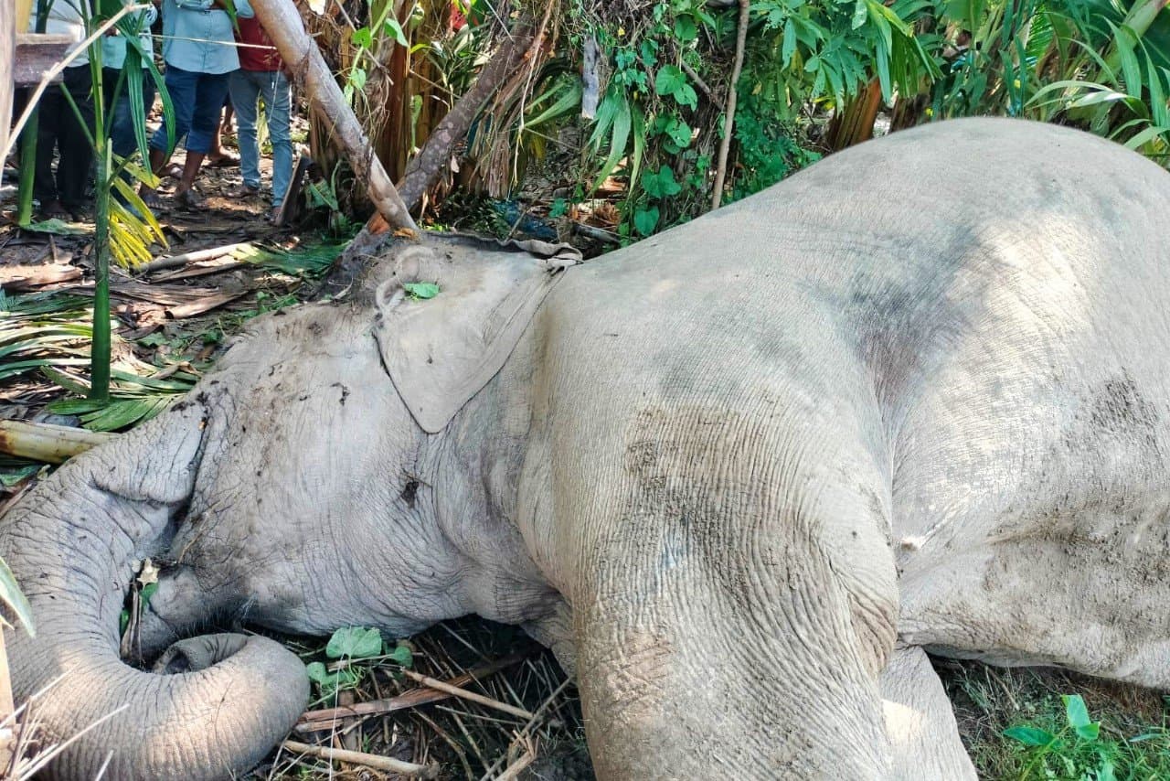Dooars: সুপারি বাগান থেকে উদ্ধার পূর্ণবয়স্ক হাতির মৃতদেহ 