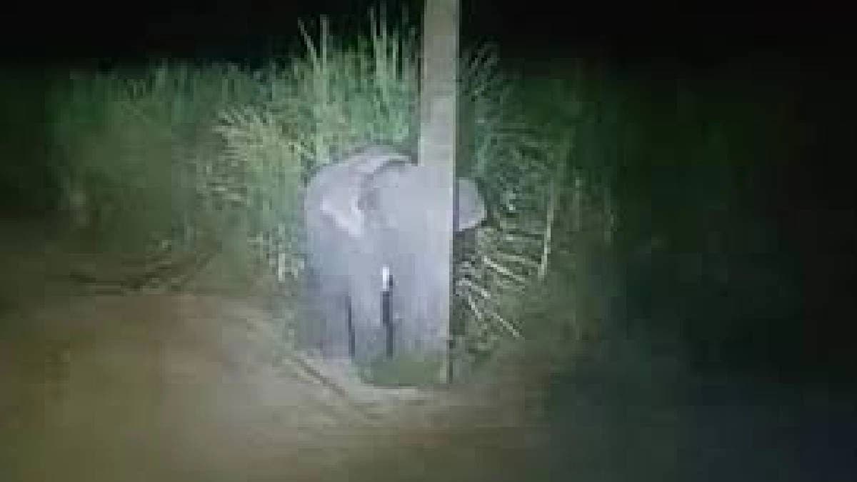 baby elephant in Thailand hides behind a poll