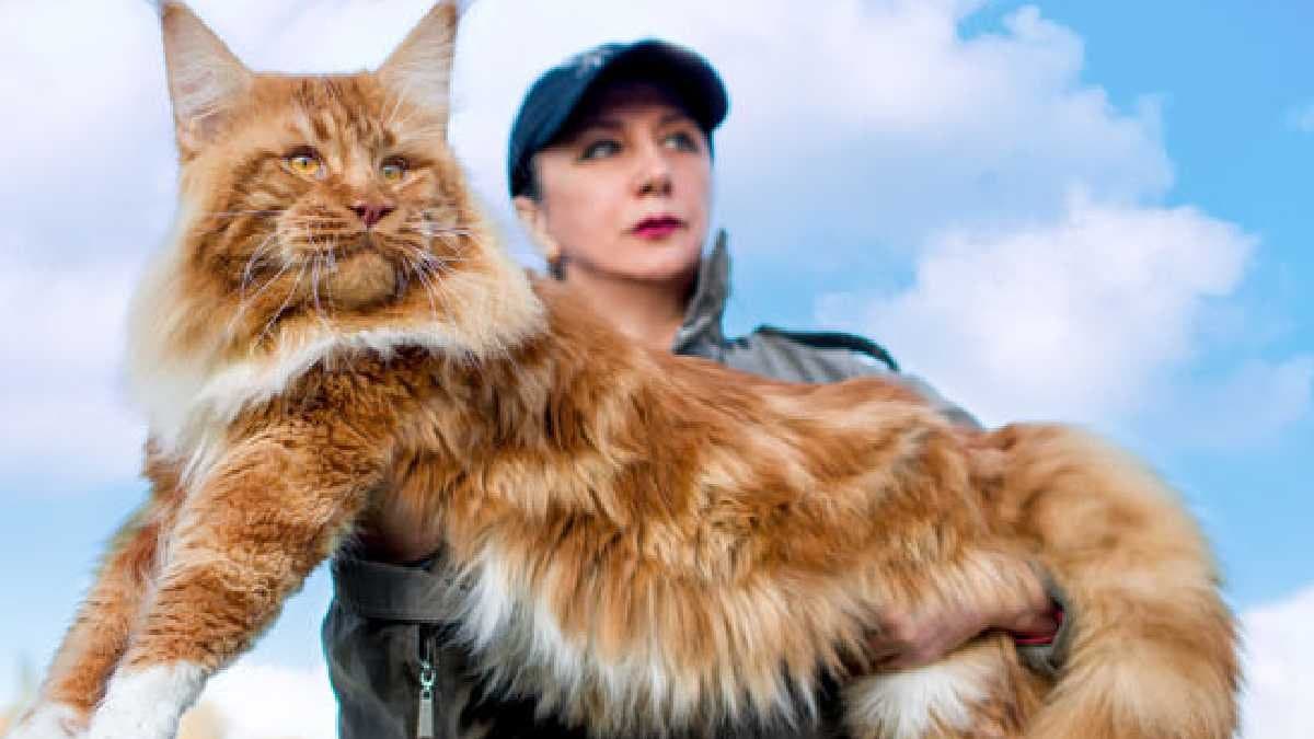 Finn the giant cat surprise all the world gnr 