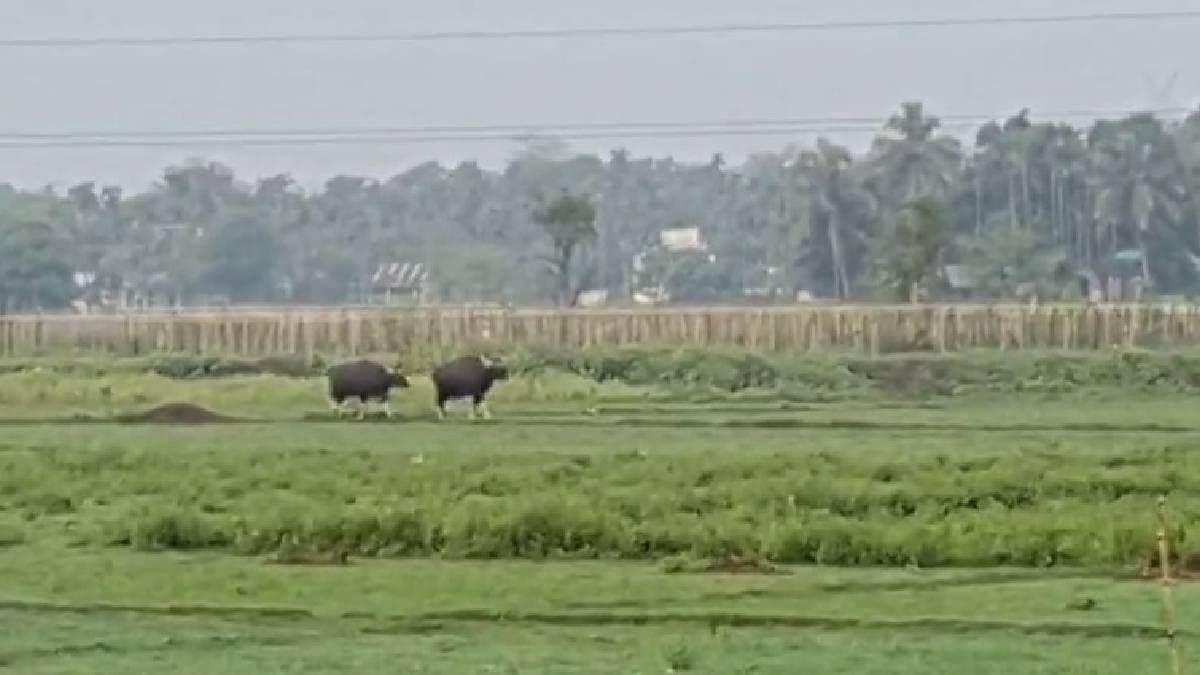 Farmer Seriously Injured as Bison Rampage in Falakata Early Morning