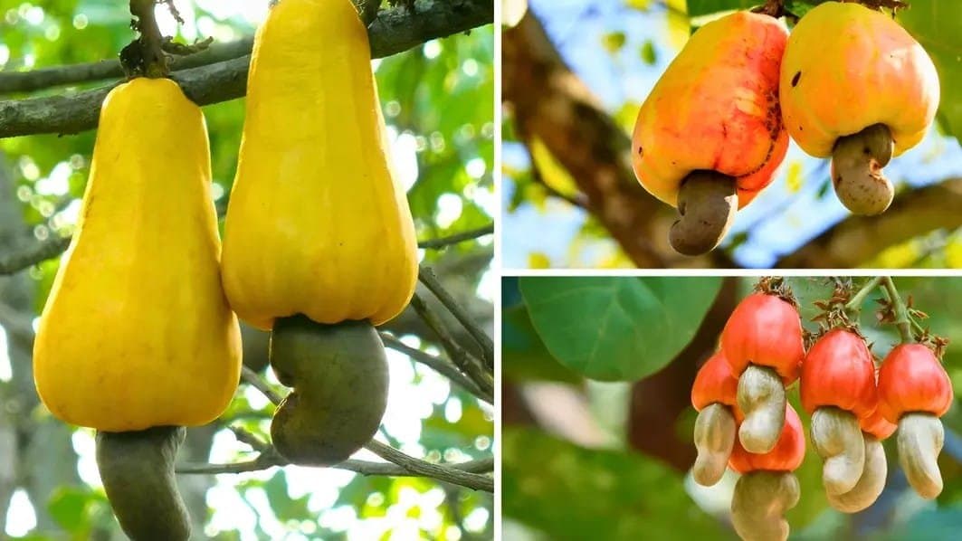 How to Grow Cashew at Home in a Jar