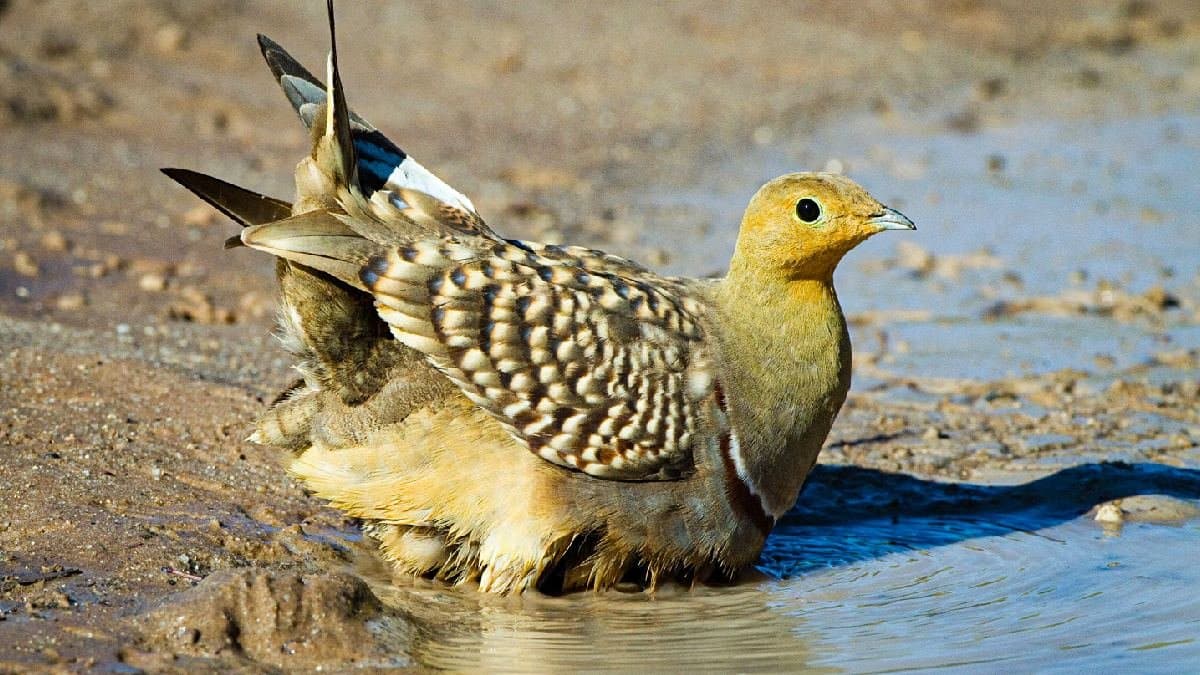 This Bird Uses Its Feathers To Keeps Its Babies Hydrated know about this bird
