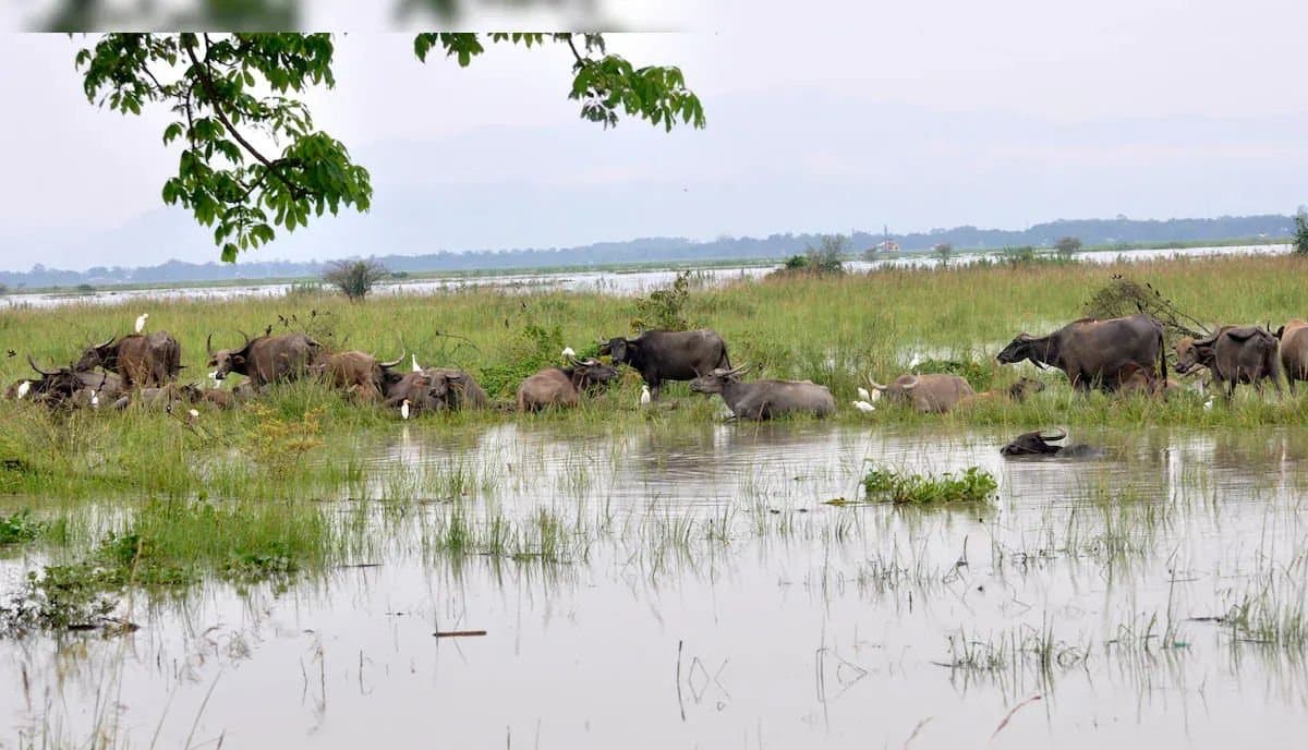Flood : জলমগ্ন কাজীরঙ্গা, বিপন্ন পশুরা 