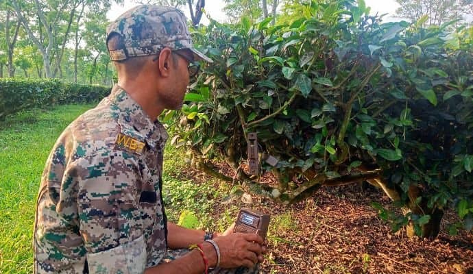 CHEETAH: বানারহাট লক্ষ্মীপাড়া চা বাগানে চিতার আনাগোনায় বাড়ছে আতঙ্ক