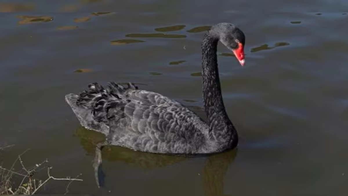 Black Swan named Mr Terminator removed from Britain town for terrorising birds