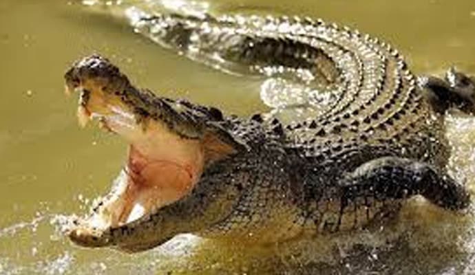 CROCODILE:  পাথরপ্রতিমায় মাছ ধরতে গিয়ে নাবালককে টেনে নিয়ে গেল কুমির