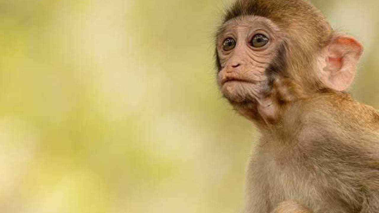 Lab Monkeys On The Loose In Mississippi After The Truck Carrying Them Crashes 