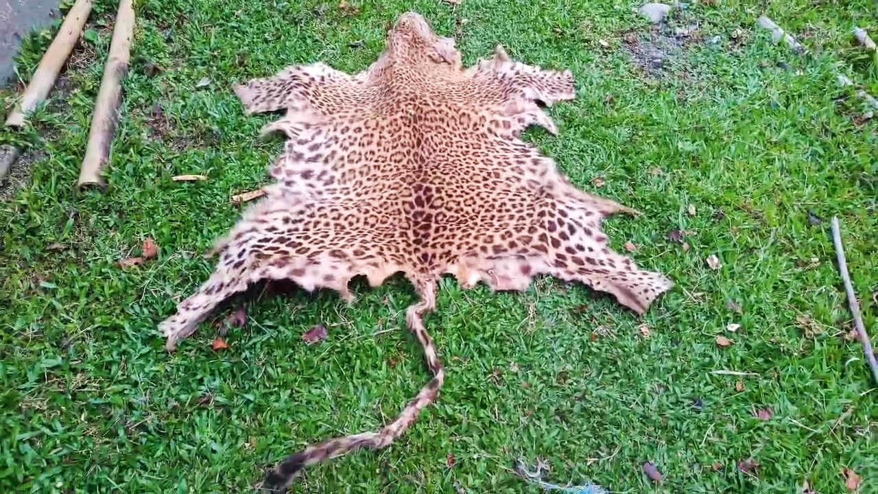 চিতাবাঘের চামড়া সহ গ্রেপ্তার ২ 