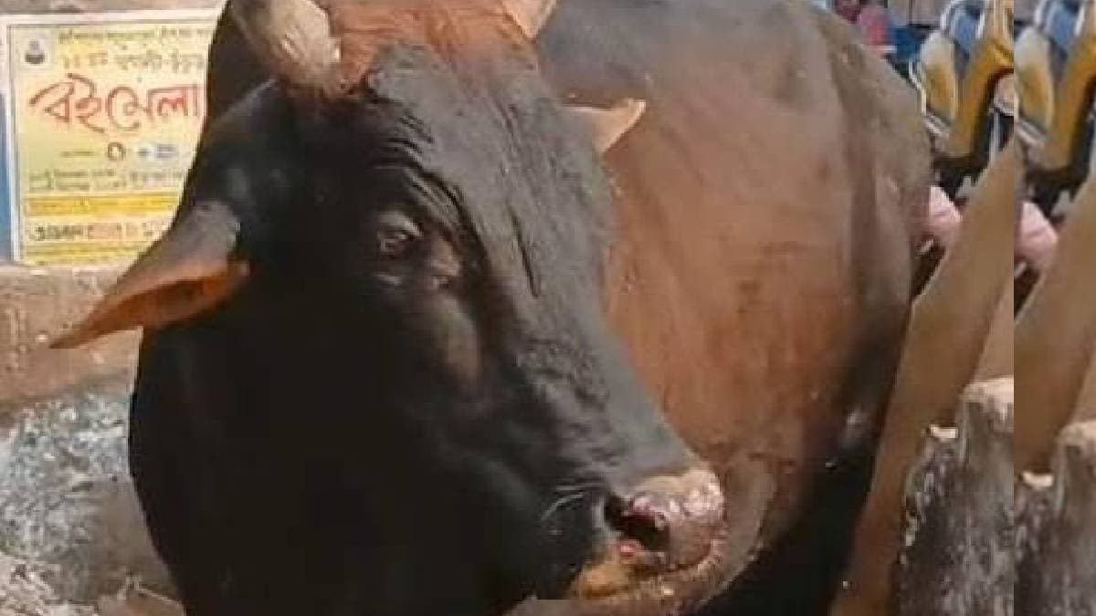 fear of a cow made problem in hoogly gnr