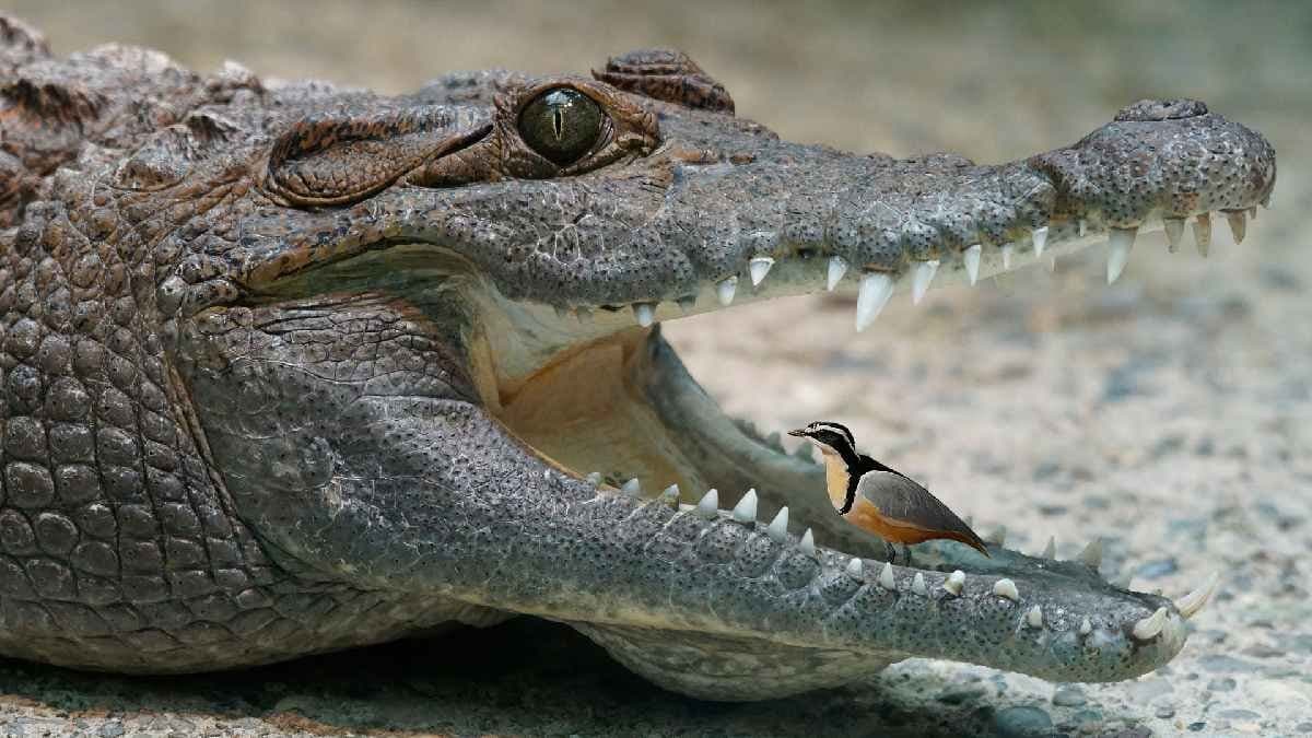 Egyptian Plover picks food from a Crocodile teeth
