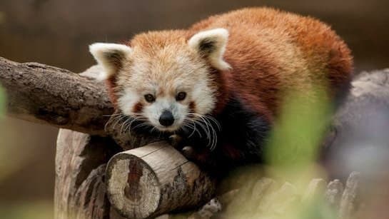 Hotel Charges 24 Thousand Rupees For Wake Up Call Service From Endangered Red Pandas