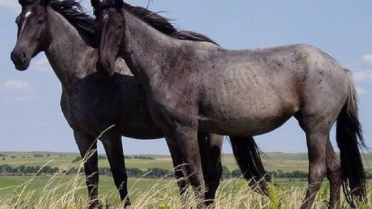 The top animals with the best hearing