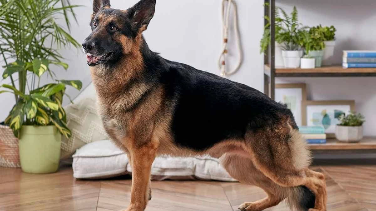  5 protective Dog breeds that can make your family secure