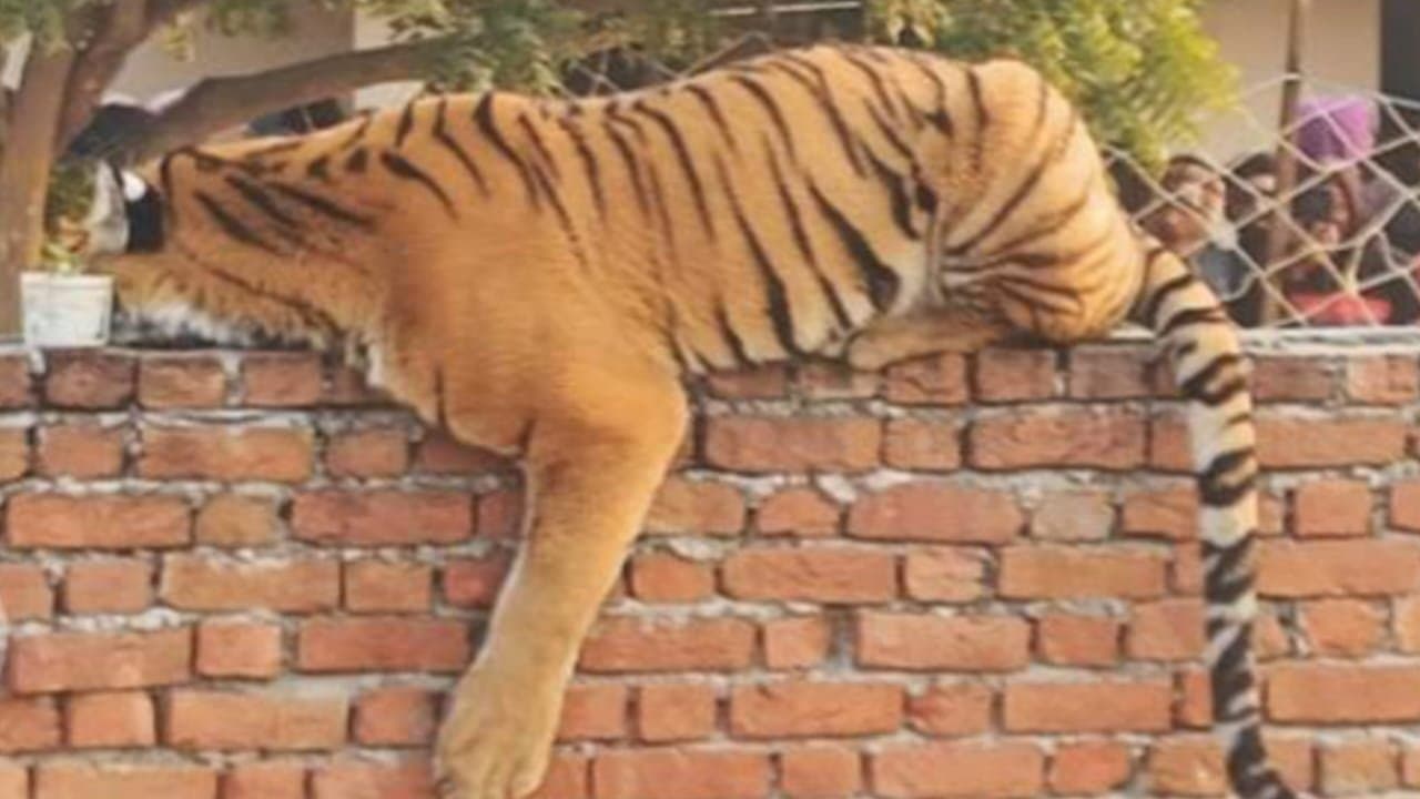 UP: রাতভর লোকালয়ের পাঁচিলে ঘুম বাঘের, ১২ ঘণ্টা পর বন্দী 