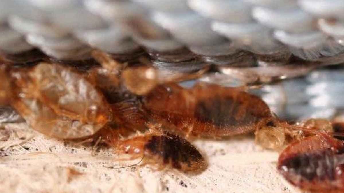 Bed Bugs play a important role of pest with Human life