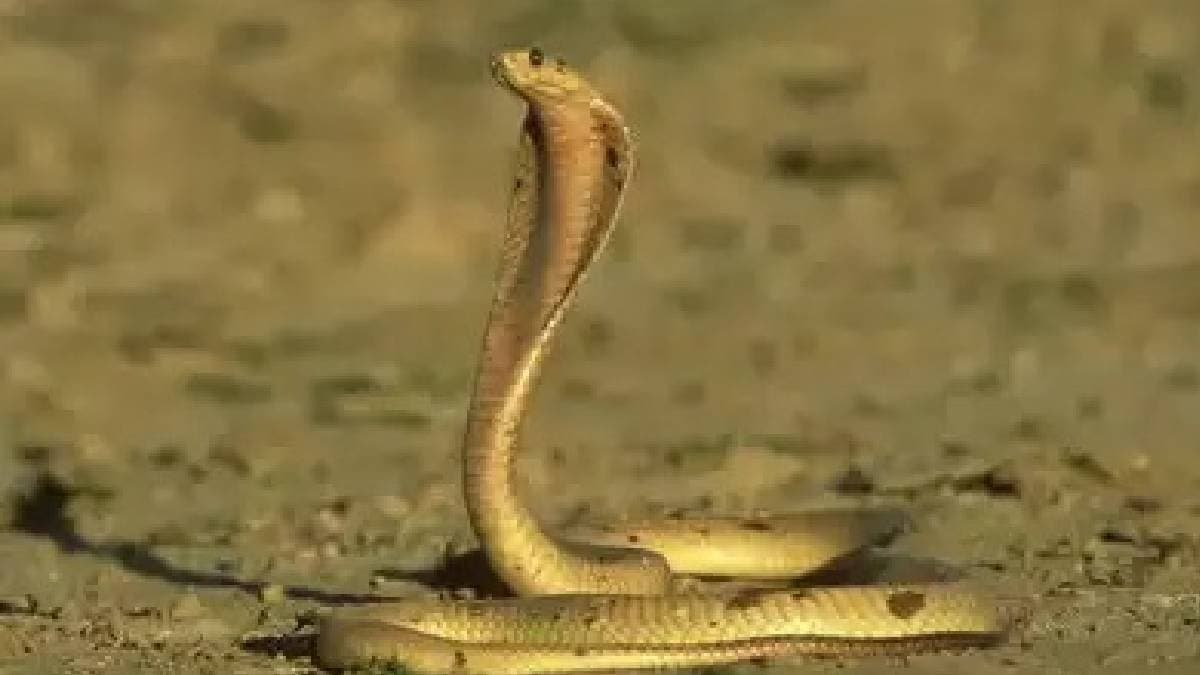 Cape cobra is the most venomous snake of Southern Africa  gnr