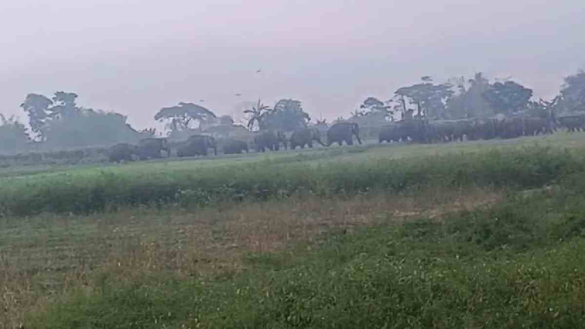 Two died as elephants attack in north bengal