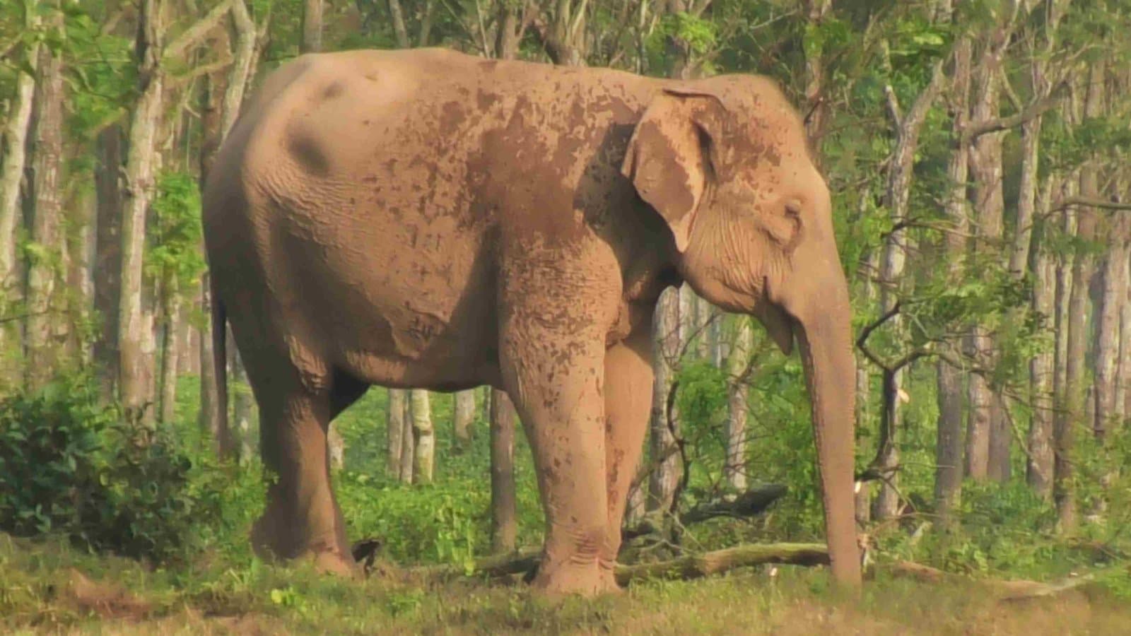 childs dead body fell in the drain, angry mother elephant overturned the government car gnr 