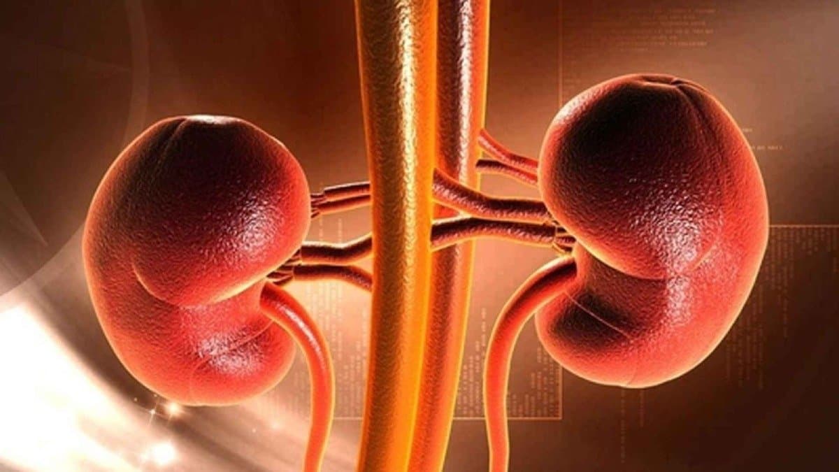 From Raw Onion to Apple these foods are best to protect and heal your kidney