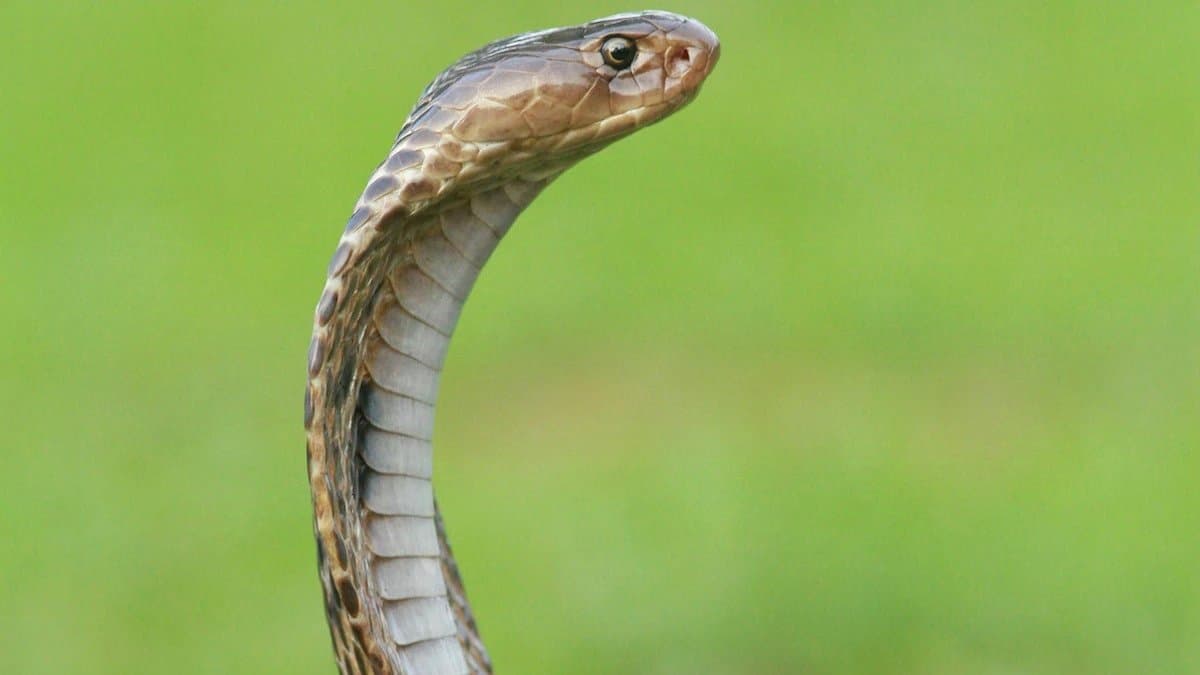 Telangana Man Shoots Reel With Cobra In Mouth, Dies After Being Bitten gnr 