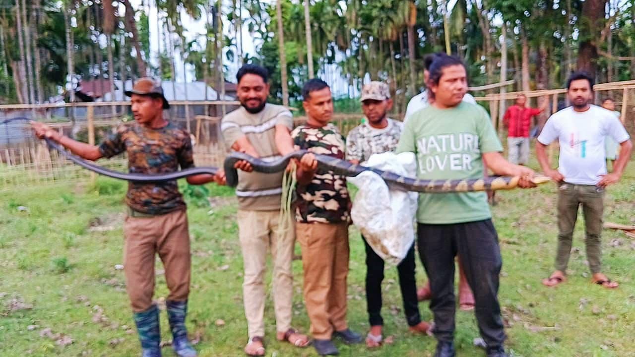 COBRA: জলপাইগুড়ির মেটেলি ব্লকে উদ্ধার কিং কোবরা