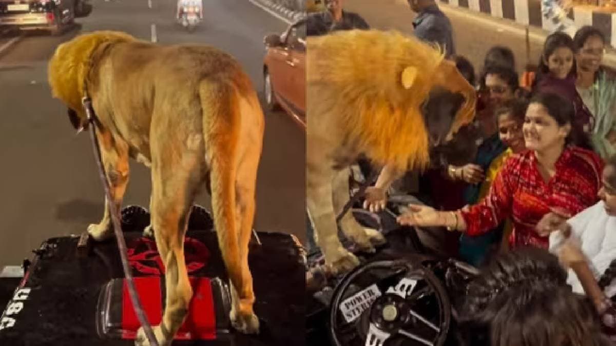 dog disguised as lion stuns onlookers by standing on moving jeeps bonnet in visakhapatnam